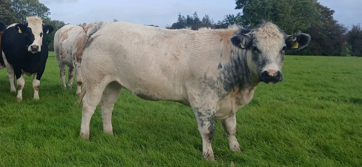Breeding Heifers - Image 4