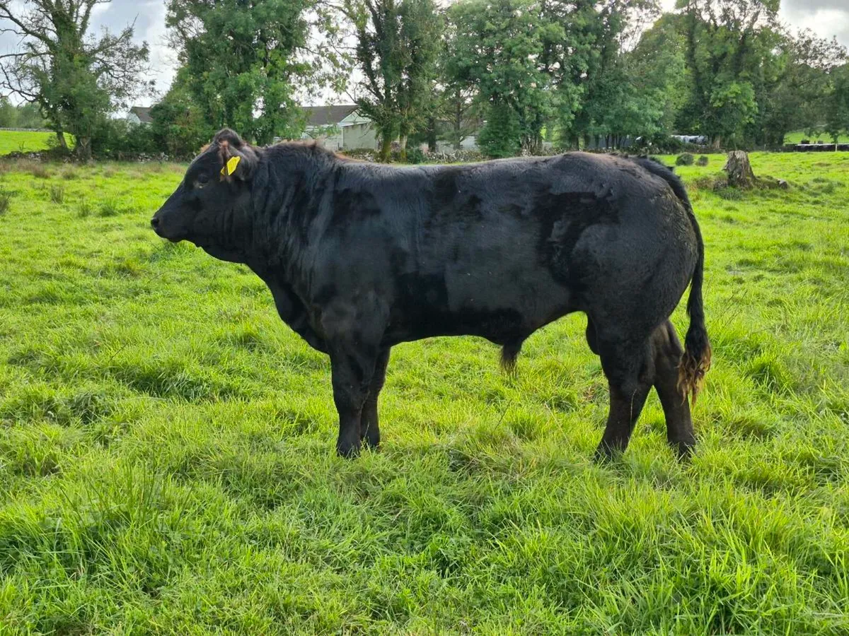 Bull Weaning - Ballinrobe Mart [Lot #1184] - Image 1