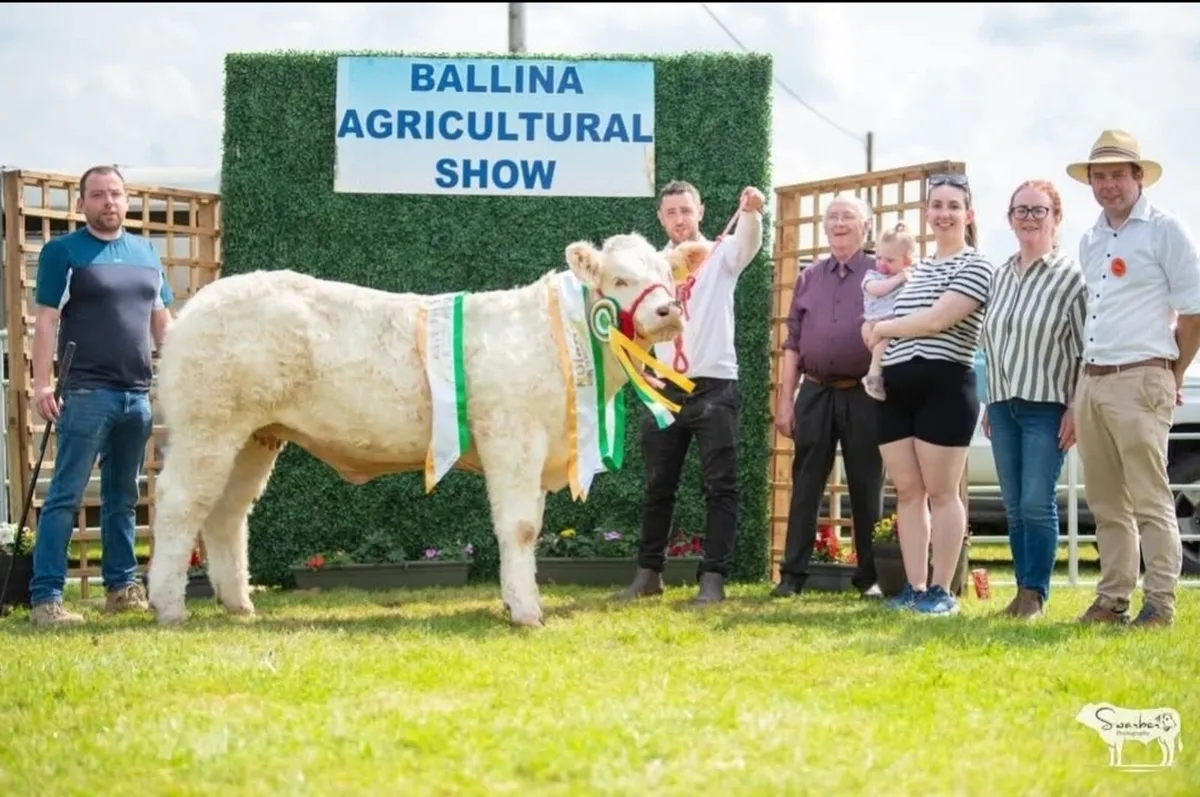 Tubbernadur Vienna National Charolais calf sale - Image 1