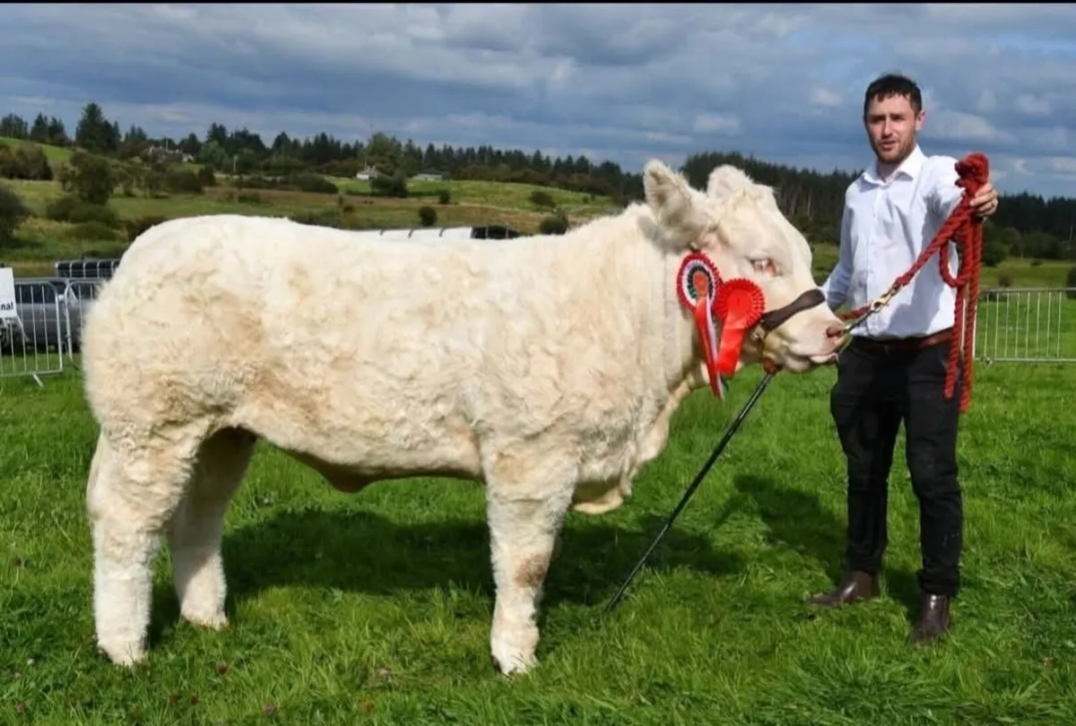 Tubbernadur Vienna National Charolais calf sale - Image 2