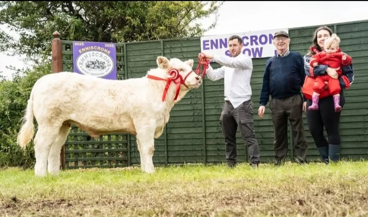 Tubbernadur Vienna National Charolais calf sale - Image 3