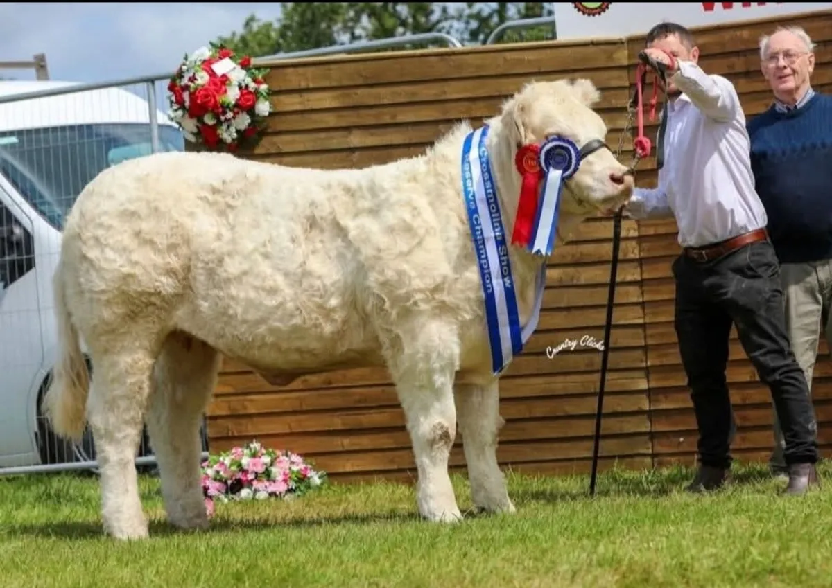 Tubbernadur Vienna National Charolais calf sale - Image 4
