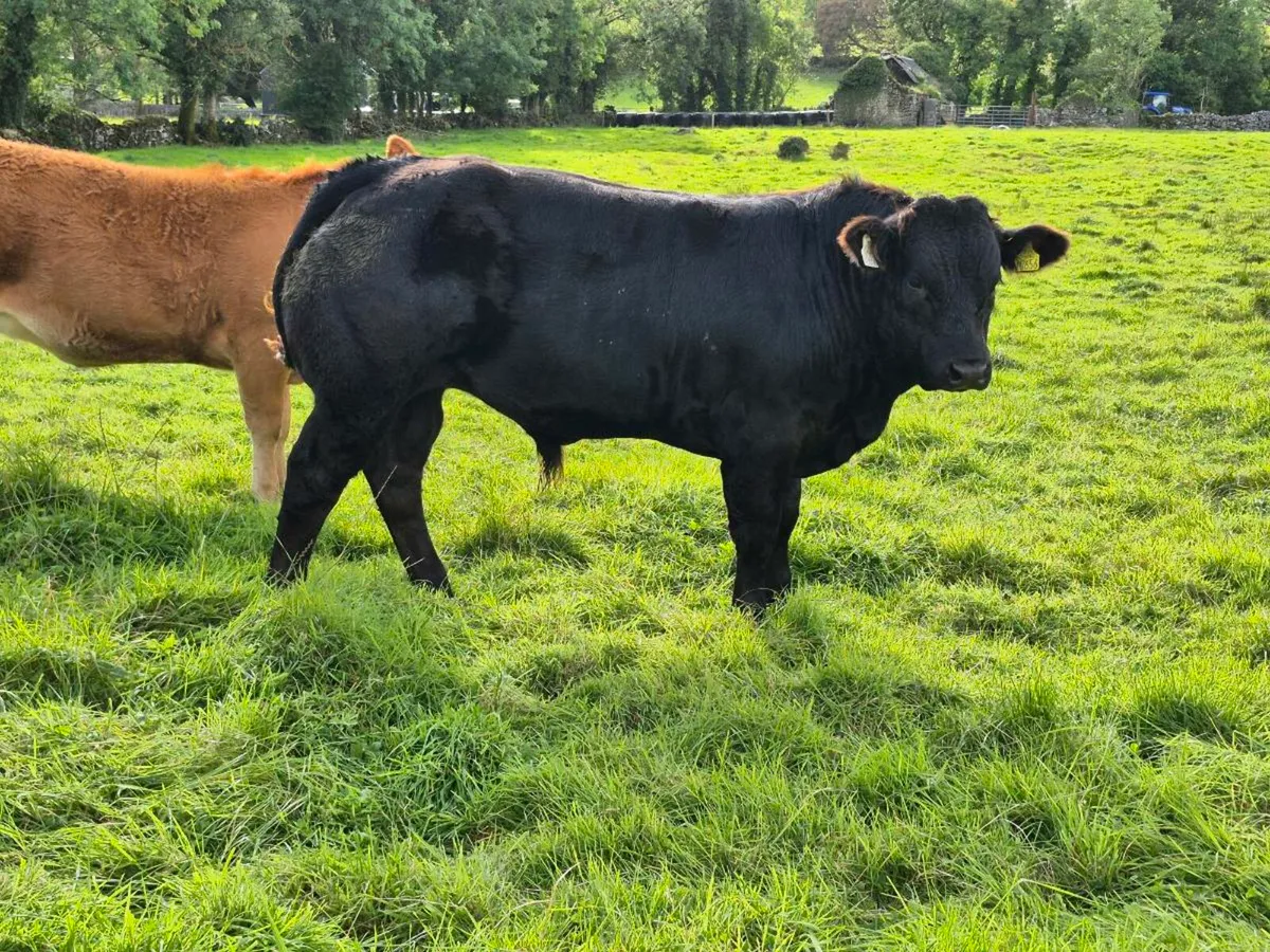 Bull Weaning - Ballinrobe Mart [Lot #1184] - Image 3