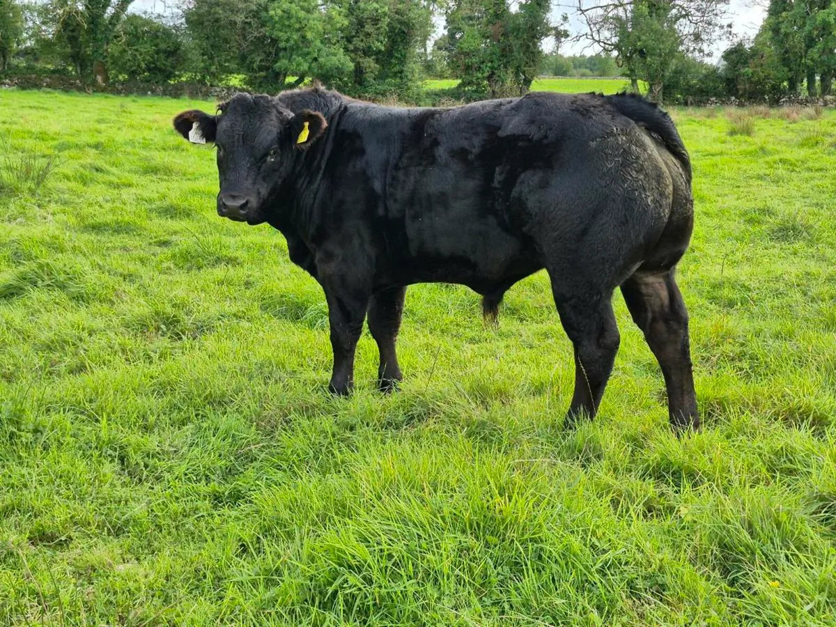 Bull Weaning - Ballinrobe Mart [Lot #1184] - Image 4