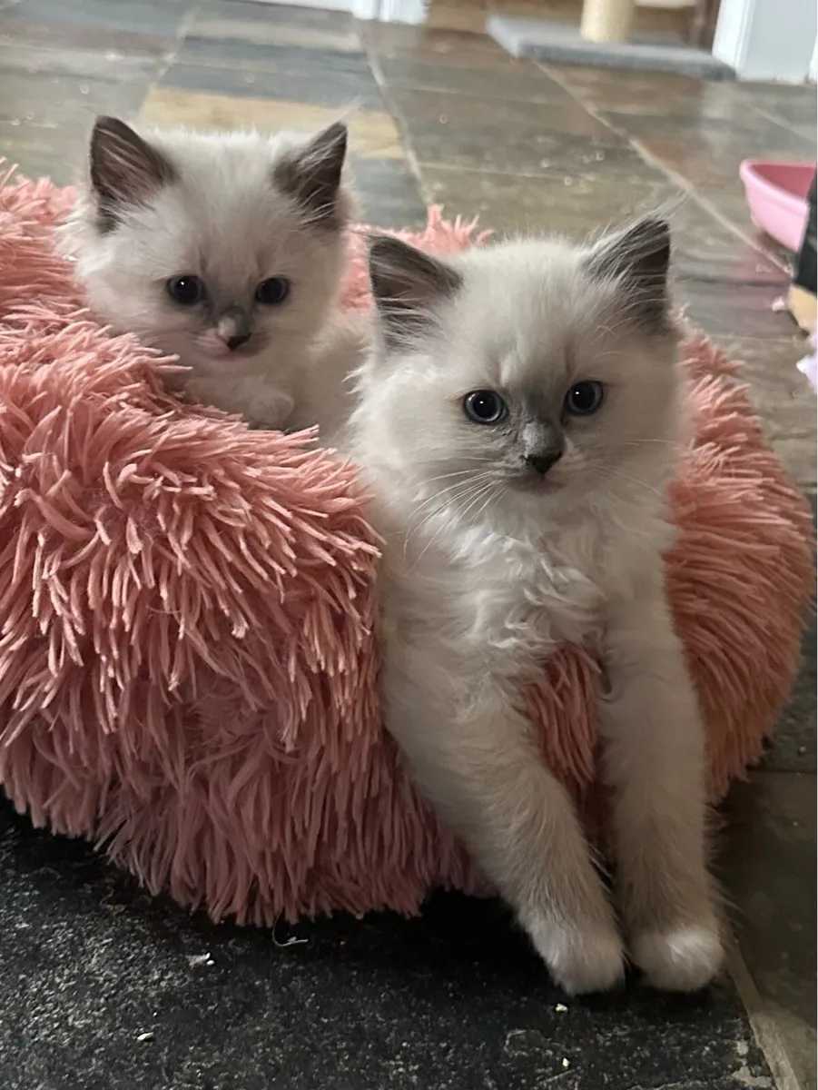 Ragdoll Kittens - Image 3