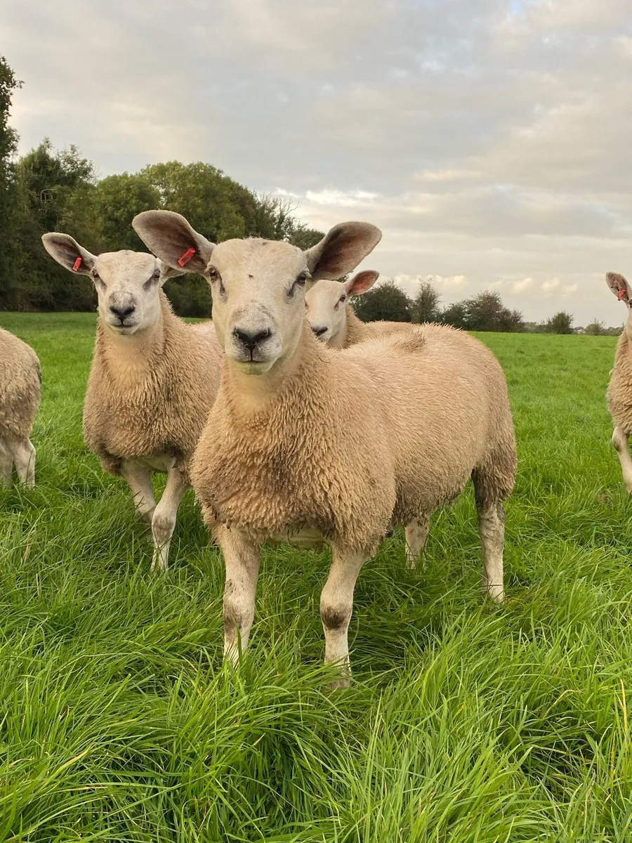 💥 Aberfield ram lambs 💥 - Image 2