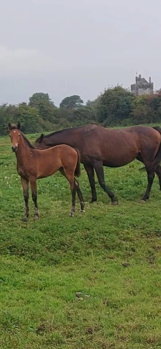 Filly Foal by Grand Cru - Image 1