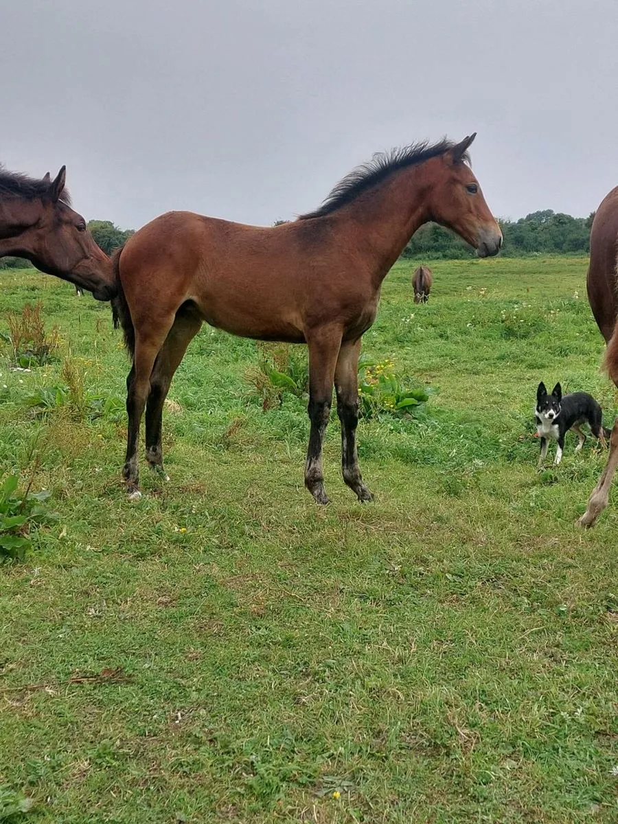 Filly Foal by Grand Cru - Image 2