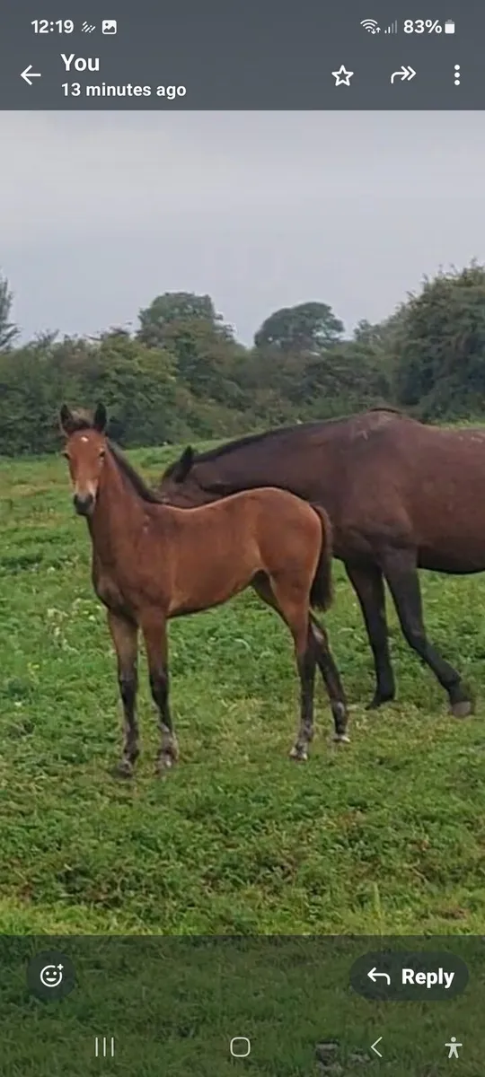 Filly Foal by Grand Cru - Image 4