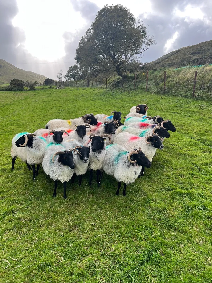 Ewes & rams - Image 1