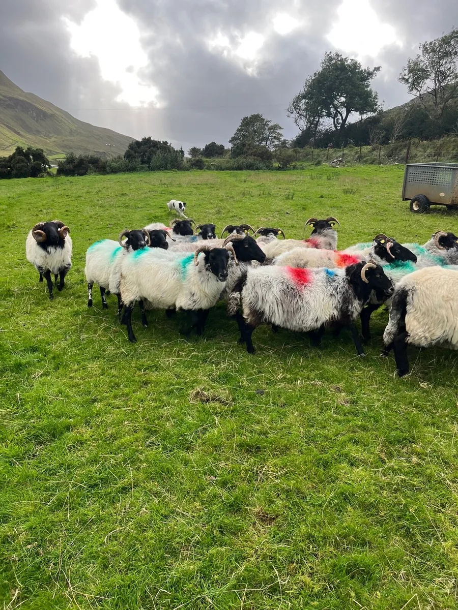 Ewes & rams - Image 3