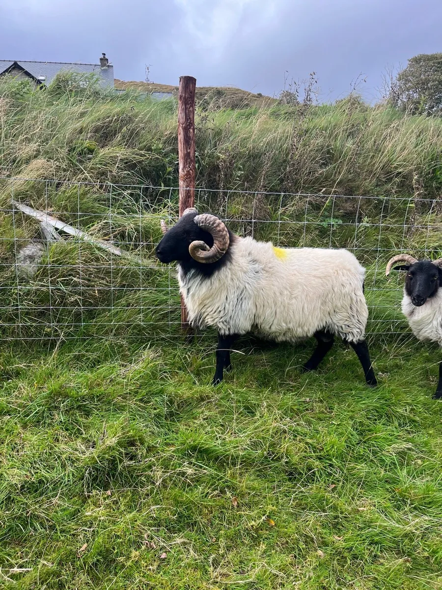 Ewes & rams - Image 4