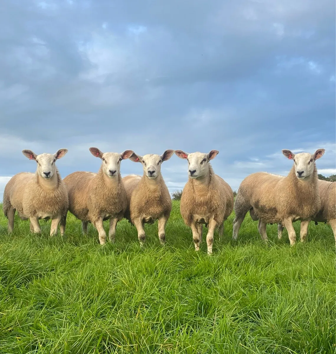 💥 Aberfield ram lambs 💥 - Image 1