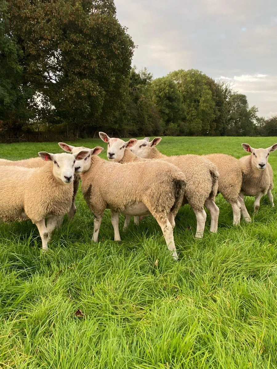 💥 Aberfield ram lambs 💥 - Image 4