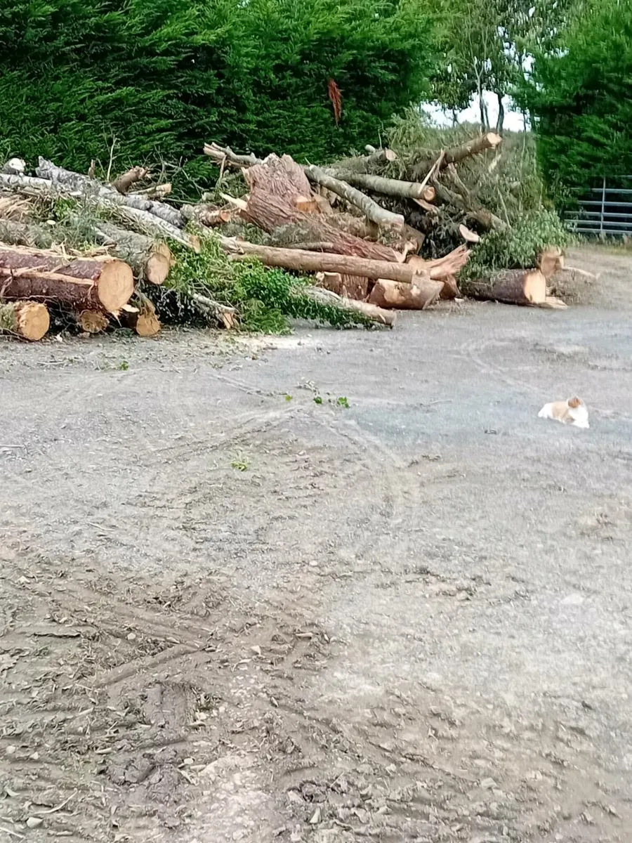 Fire wood or wood turning - Image 1