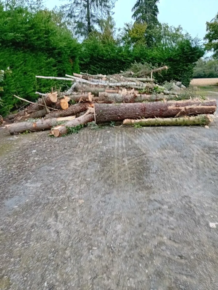Fire wood or wood turning - Image 2