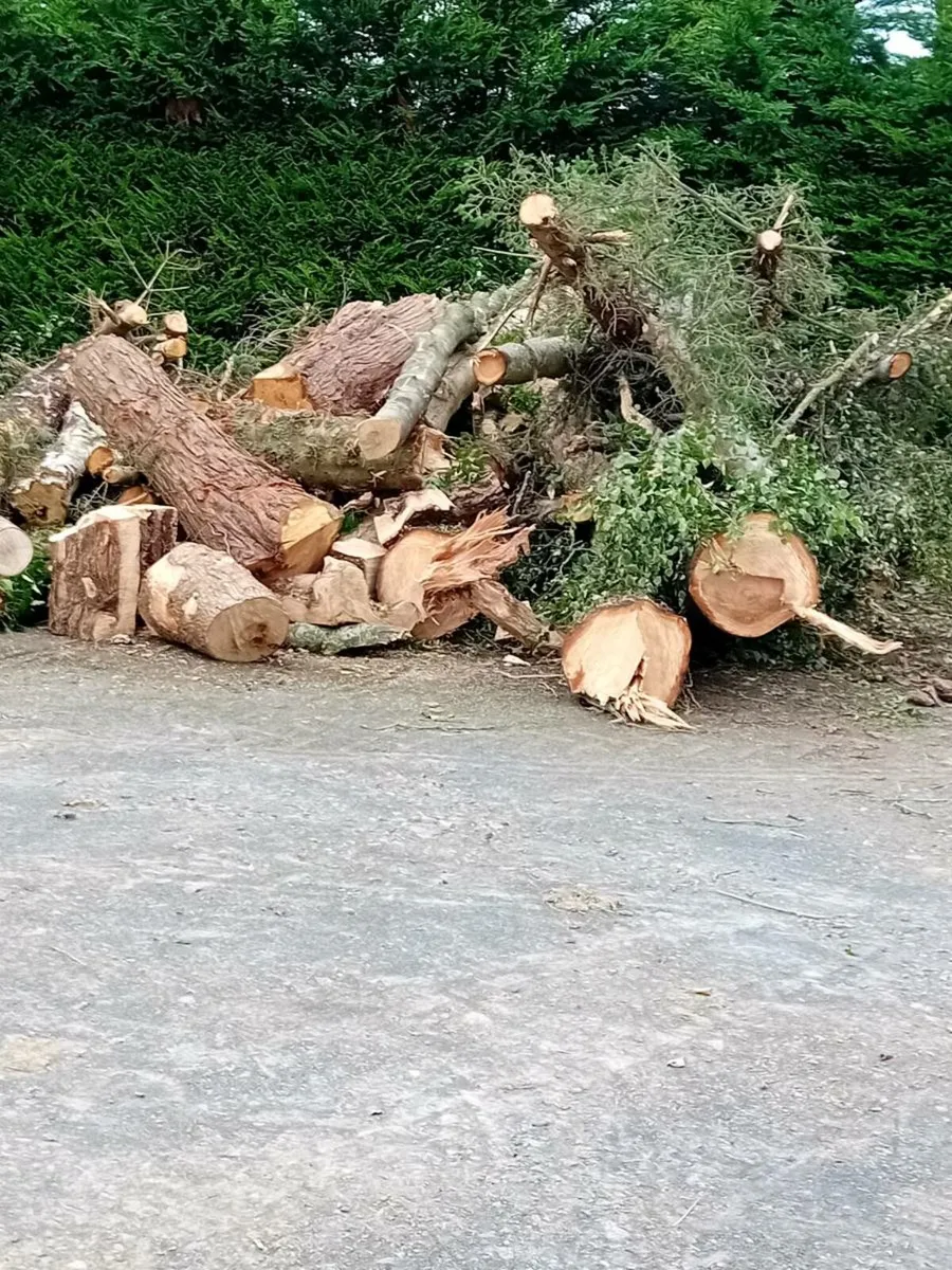 Fire wood or wood turning - Image 4
