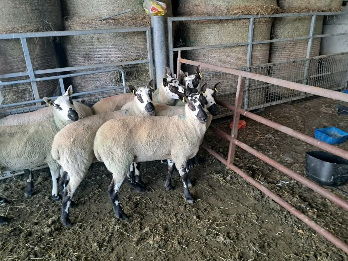 7 Quality Kerry Hill Ewe Hoggats - Image 1