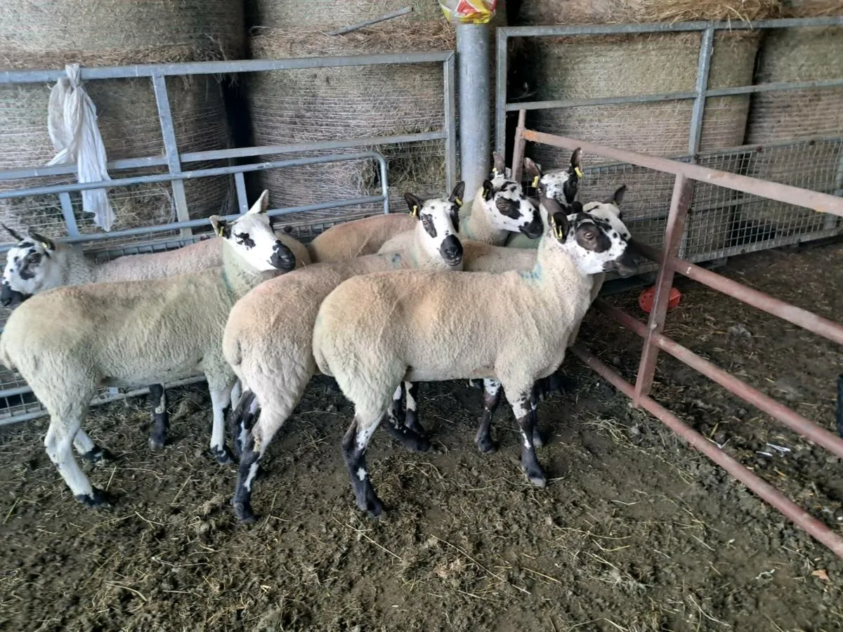 7 Quality Kerry Hill Ewe Hoggats - Image 2