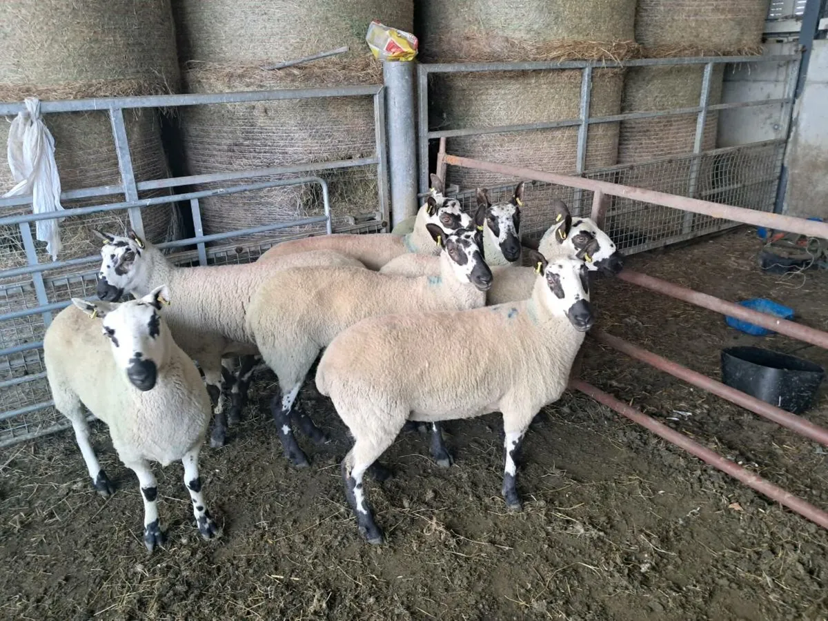 7 Quality Kerry Hill Ewe Hoggats - Image 3