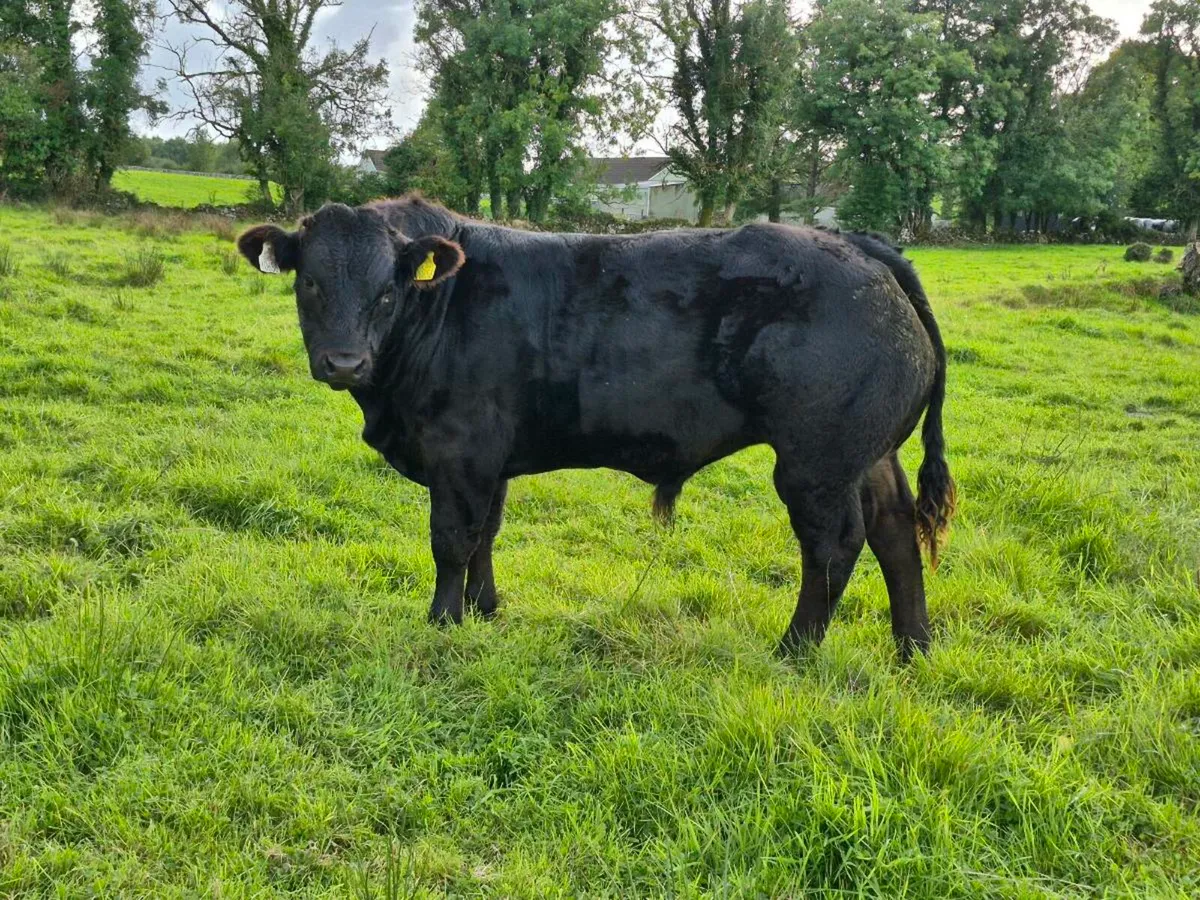 Bull Weaning - Ballinrobe Mart [Lot #1184] - Image 2