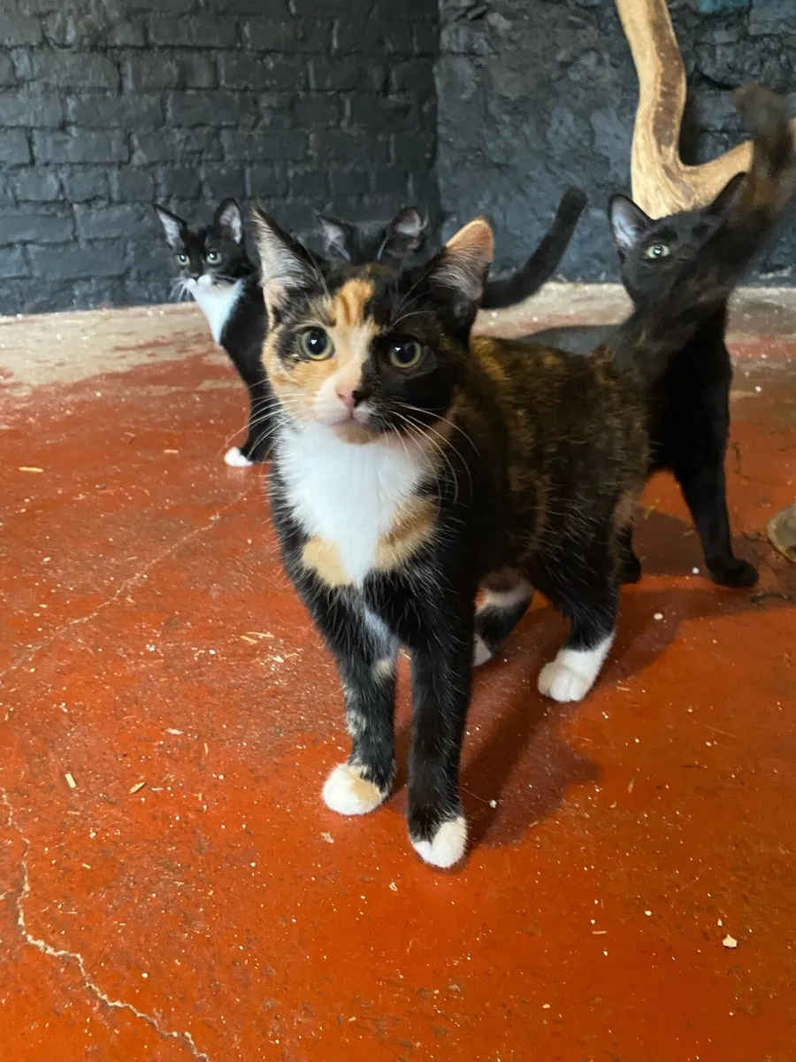 Kittens - Image 1