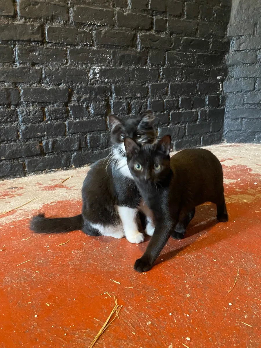 Kittens - Image 2