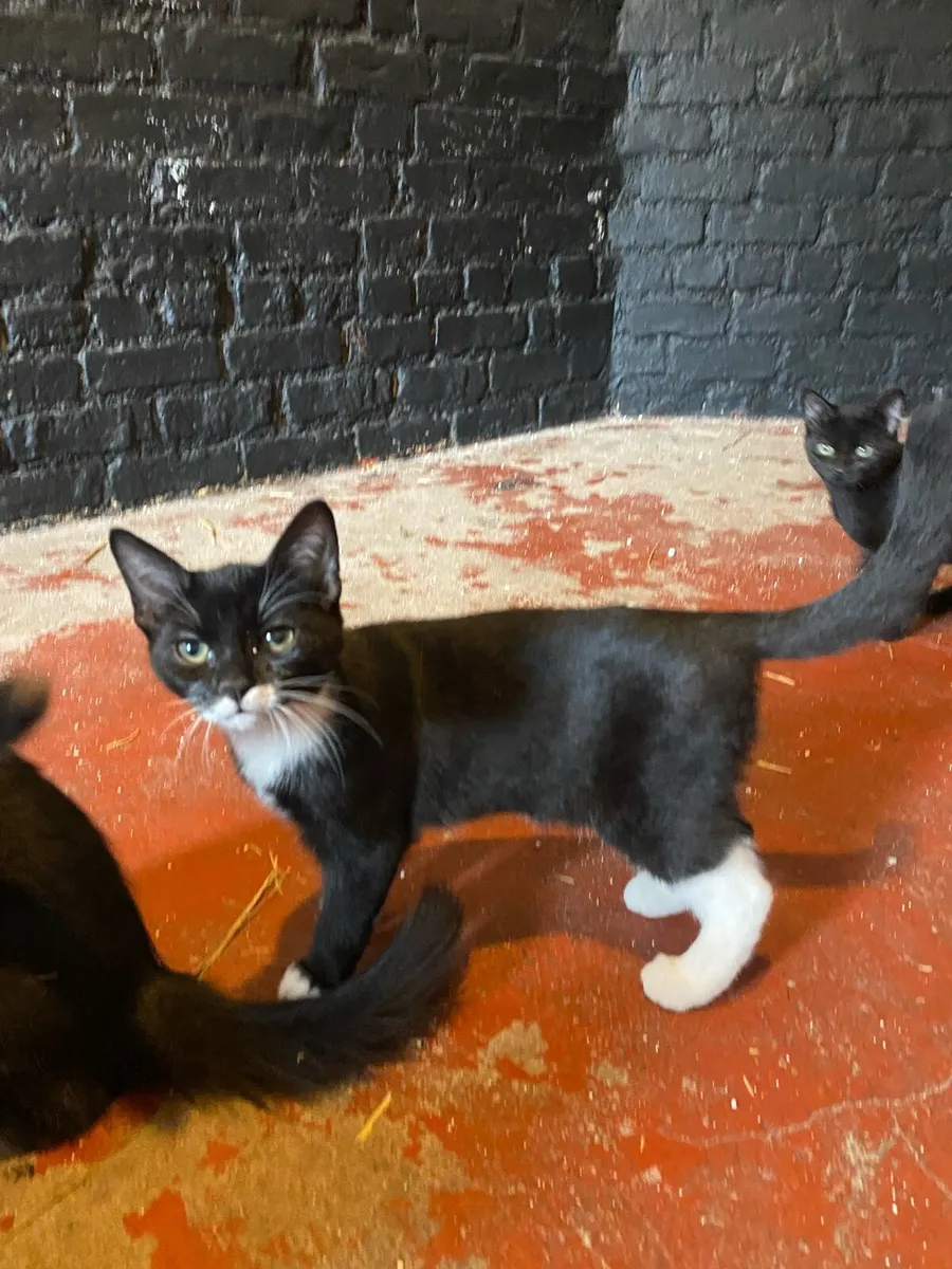 Kittens - Image 3