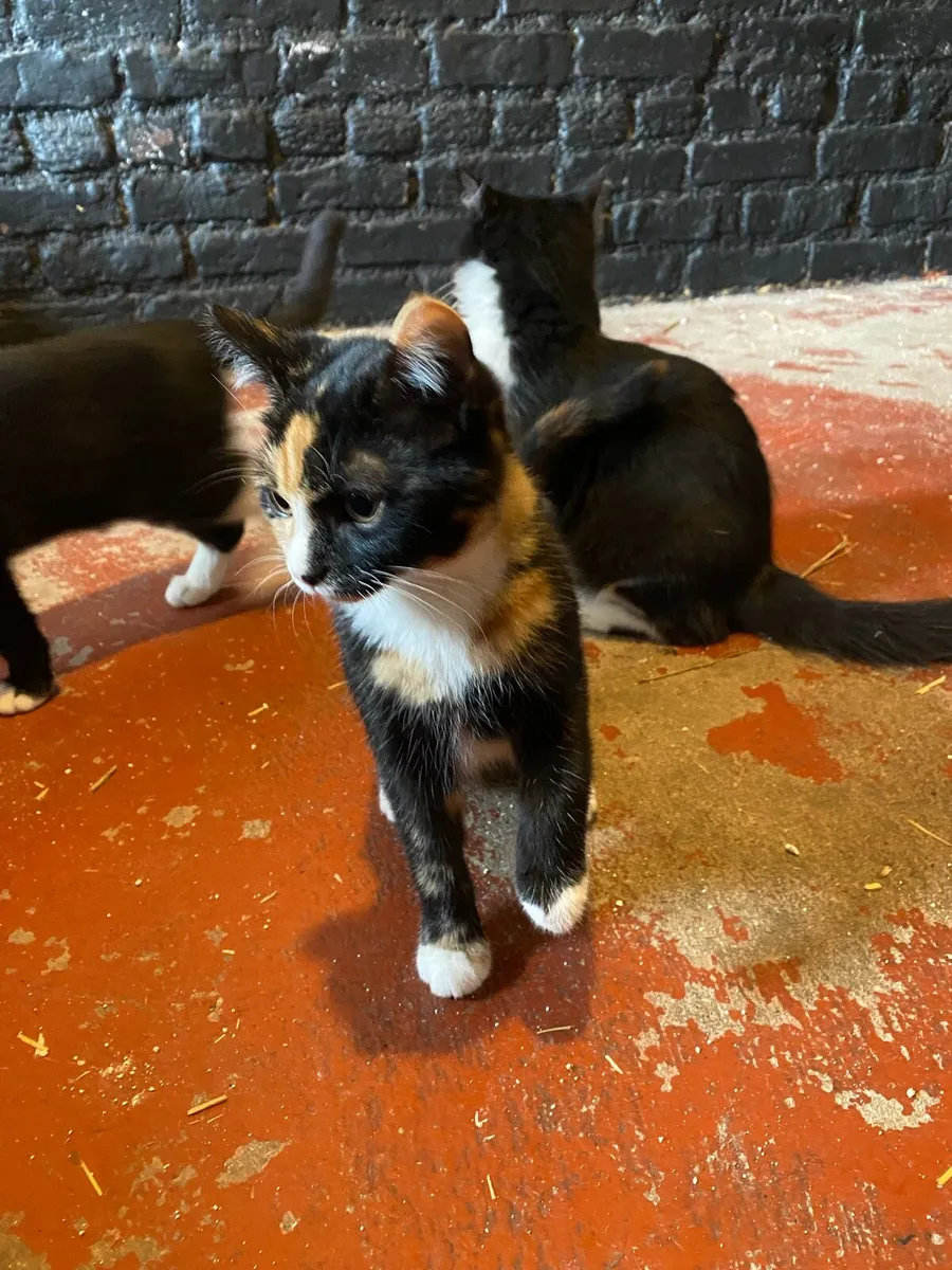 Kittens - Image 4