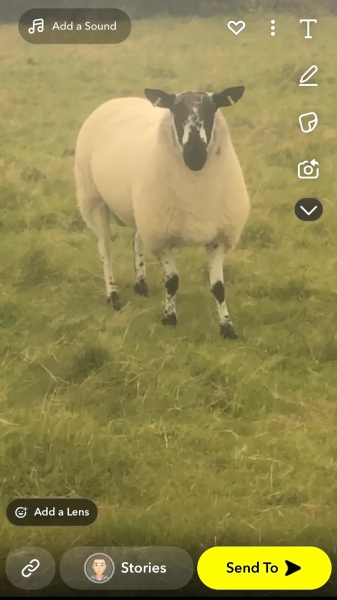 Milford ram
