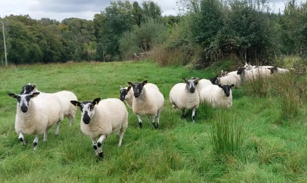 Hoggets - Image 2