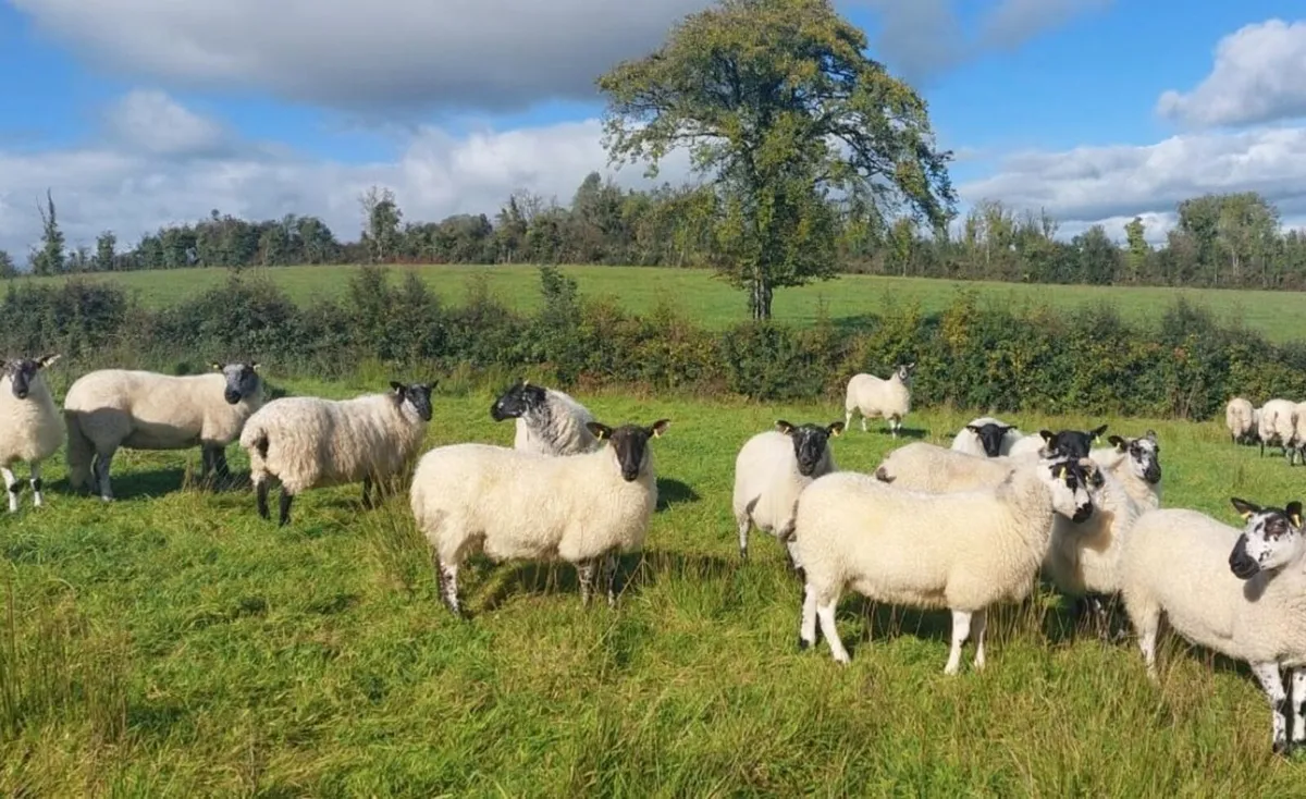 Hoggets - Image 3