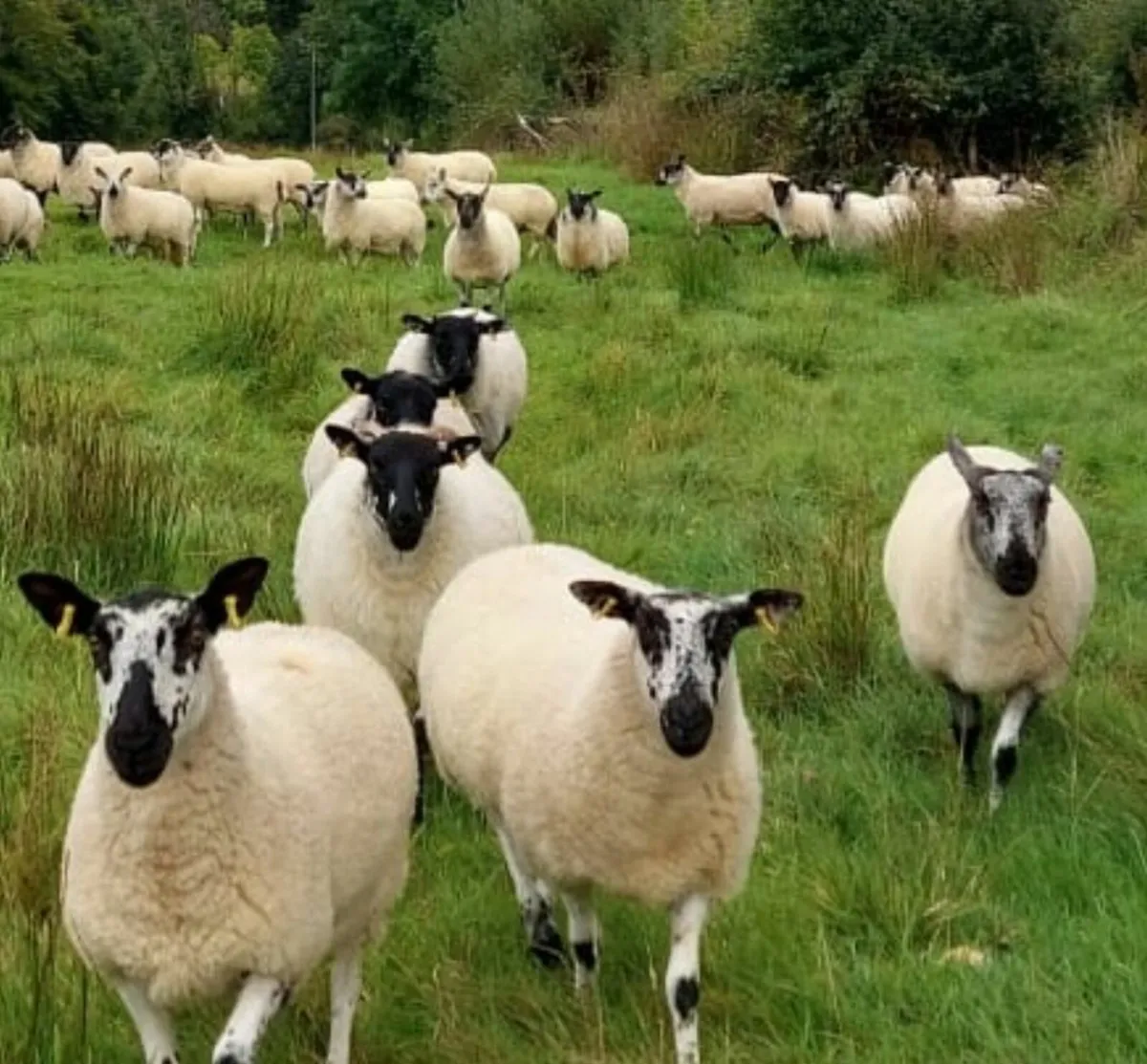 Hoggets - Image 1