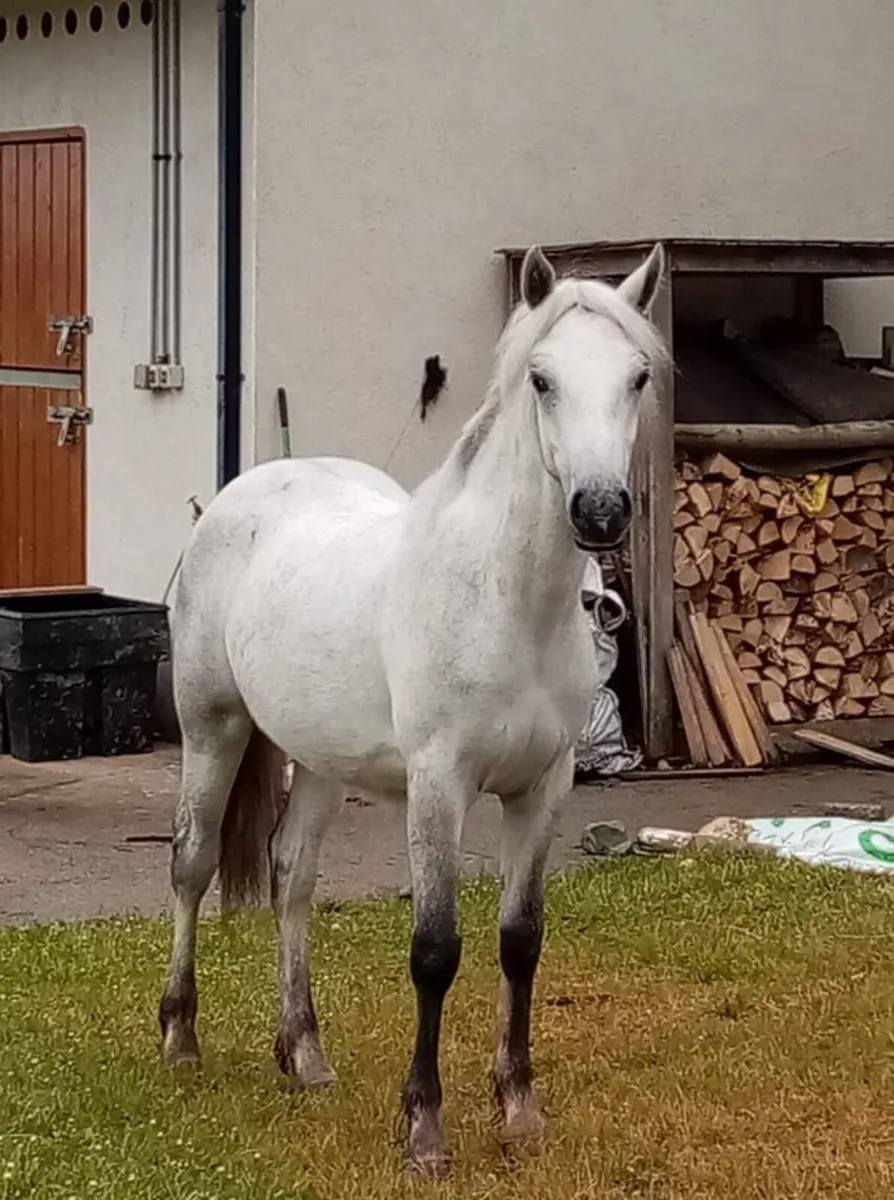 Connemara yearling filly - Image 1