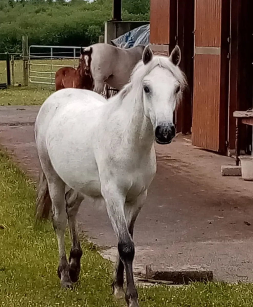 Connemara yearling filly - Image 3