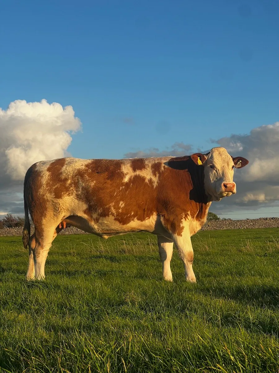 Incalf Simmental Heifers for Ballymote - Image 2
