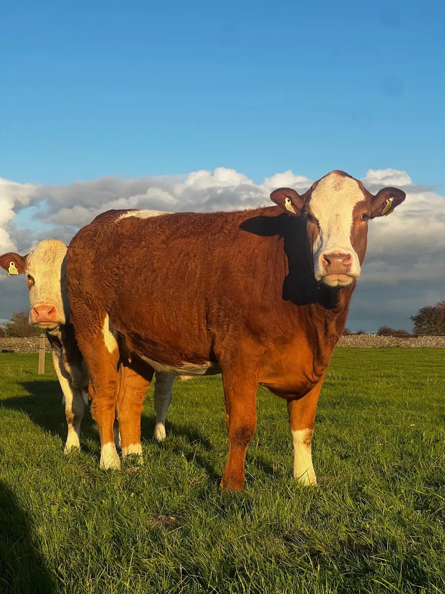 Incalf Simmental Heifers for Ballymote - Image 3