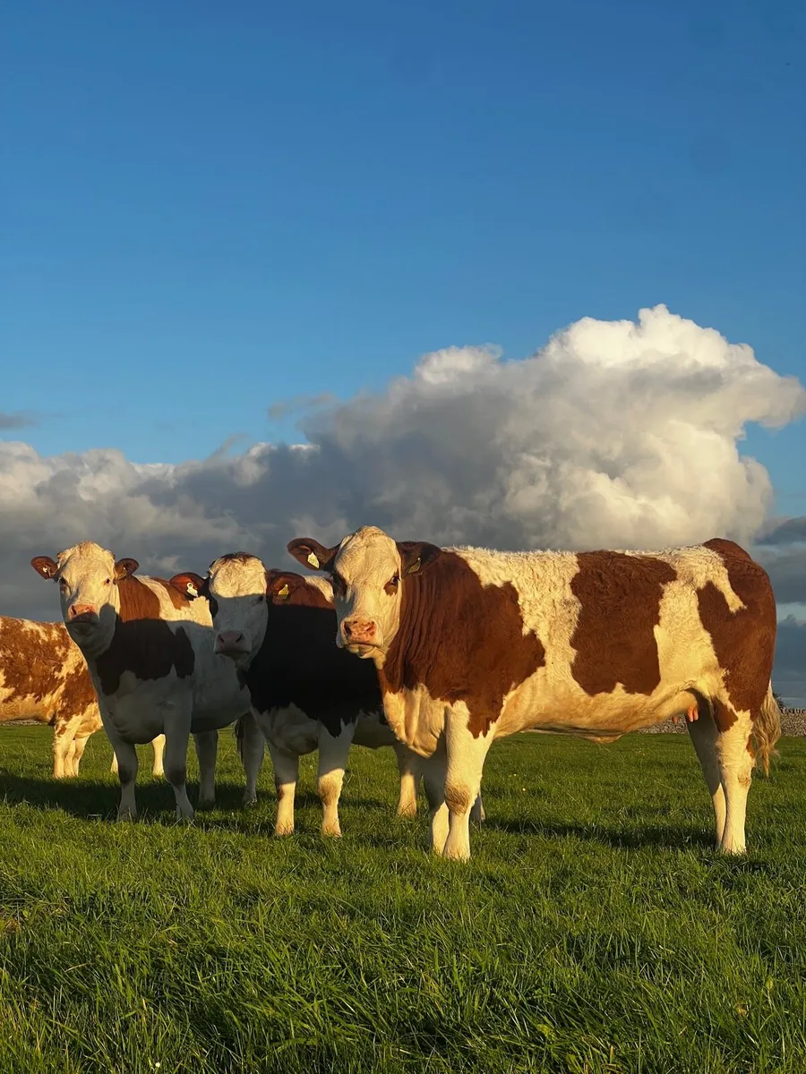 Incalf Simmental Heifers for Ballymote - Image 1