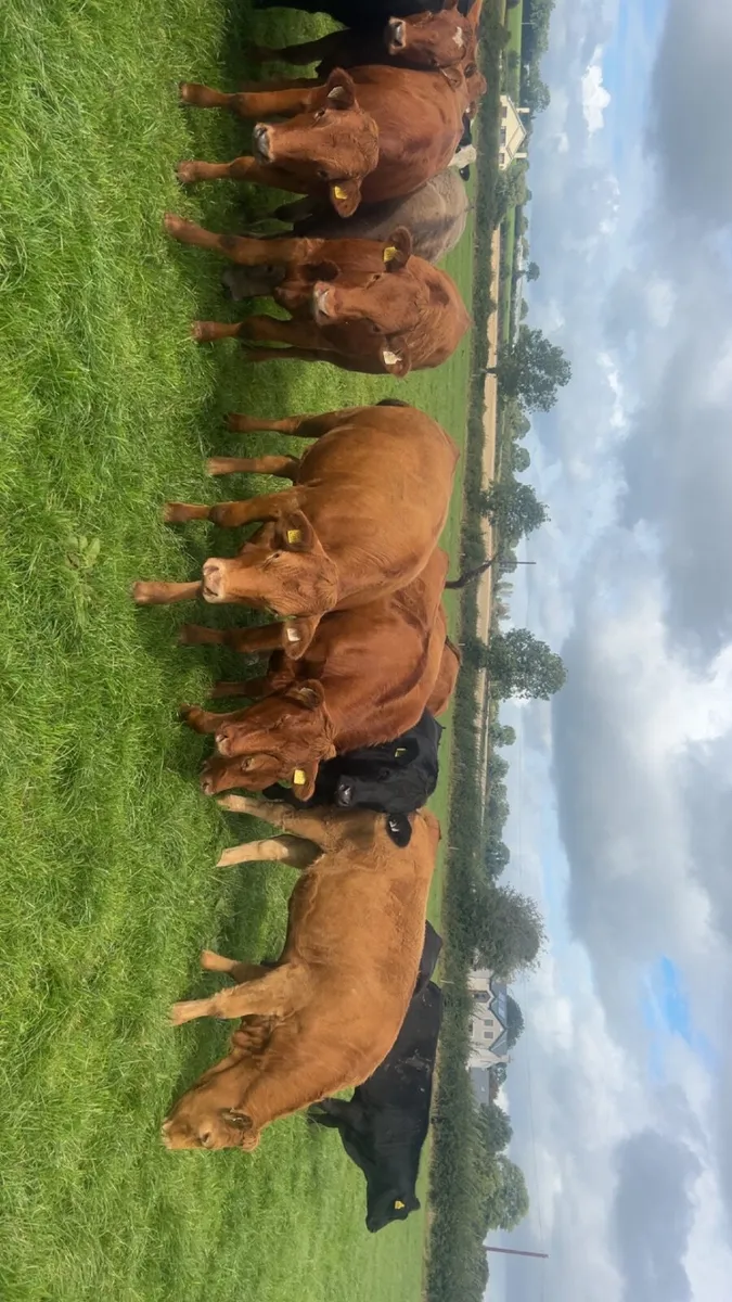 Limousine heifers - Image 1