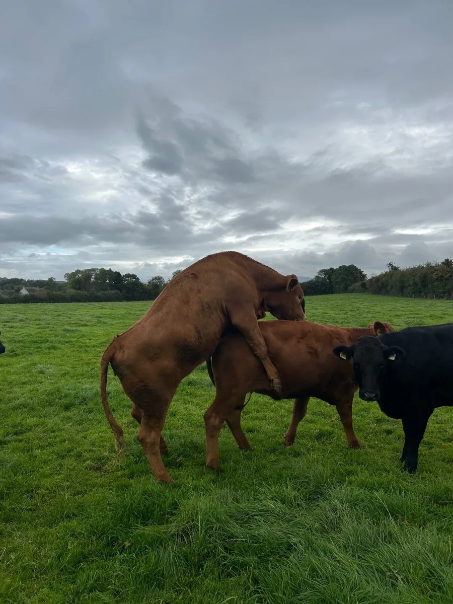 Limousine heifers - Image 2