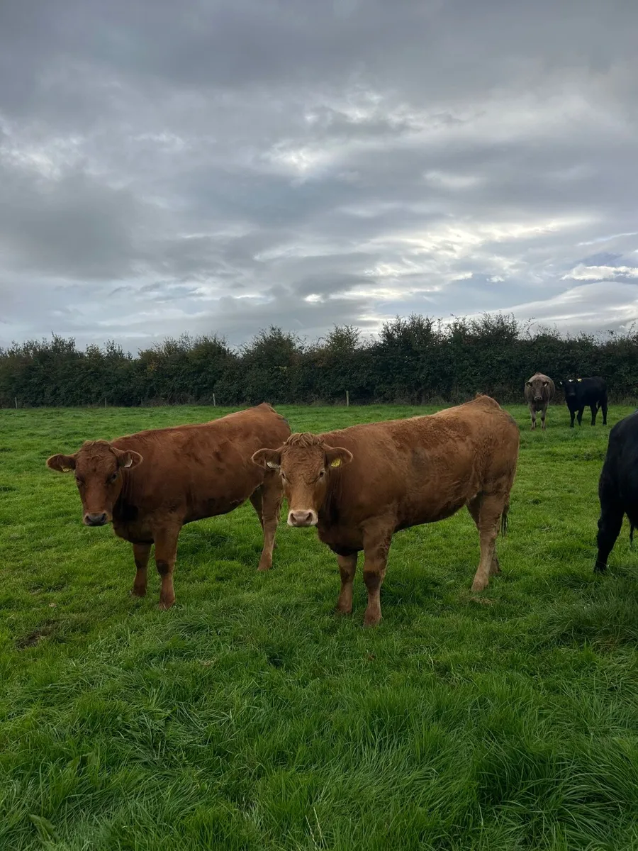 Limousine heifers - Image 3