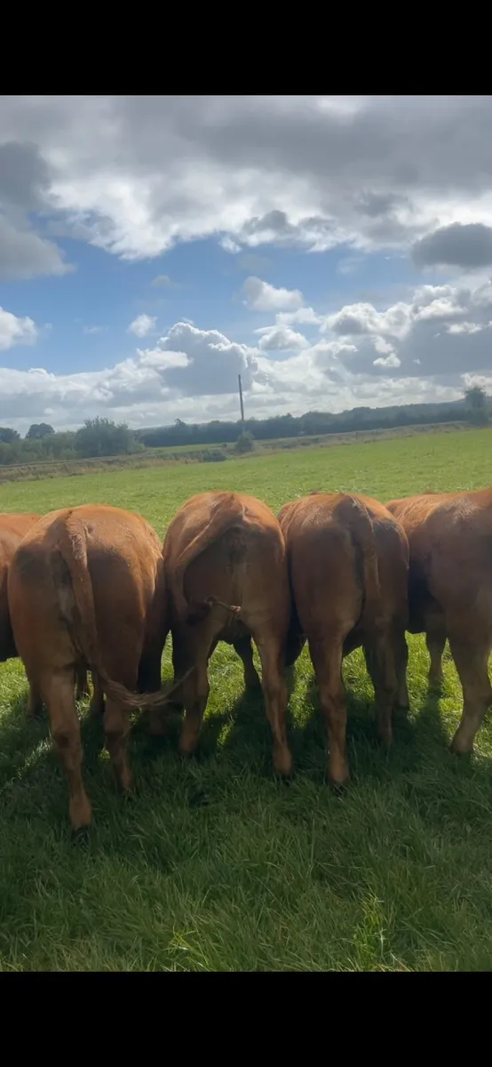 Limousine heifers - Image 4