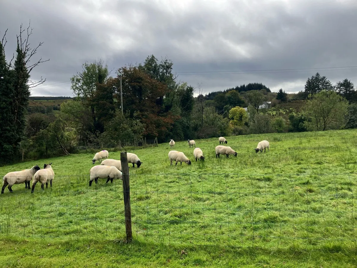 Hoggets - Image 1