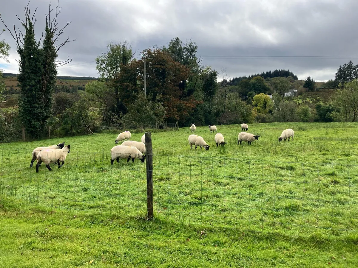 Hoggets - Image 2