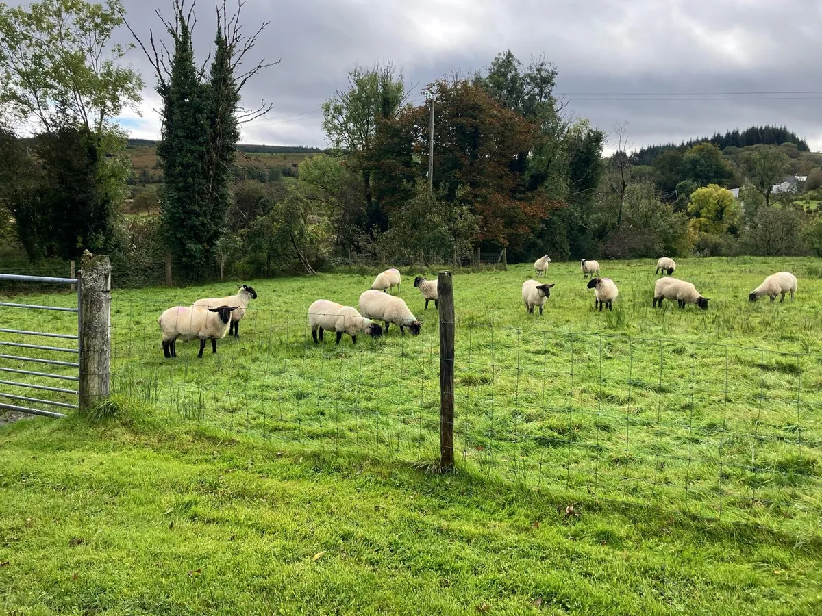 Hoggets - Image 3