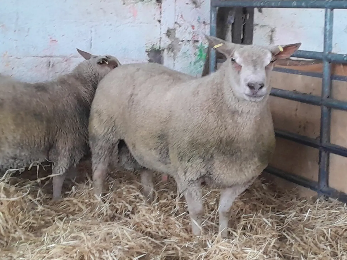 Charollais rams - Image 3