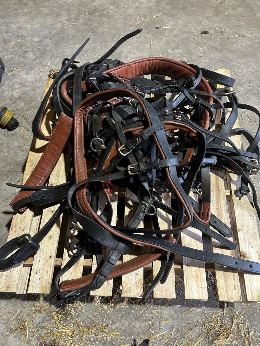 Full pair set of Full size Heavy Horse Harness