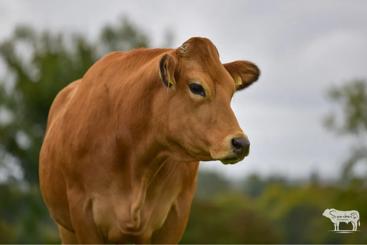 🔥INCALF HEIFERS NEXT SATURDAY🔥 - Image 1