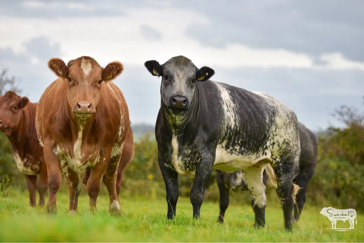 🔥INCALF HEIFERS NEXT SATURDAY🔥 - Image 2