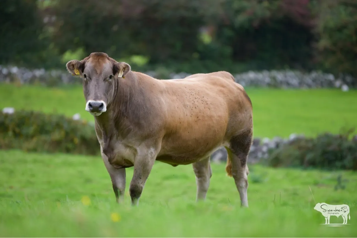 🔥INCALF HEIFERS NEXT SATURDAY🔥 - Image 3